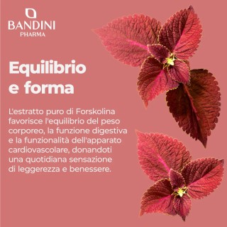 Forskolina integratore chetogenico | Controllo del peso corporeo